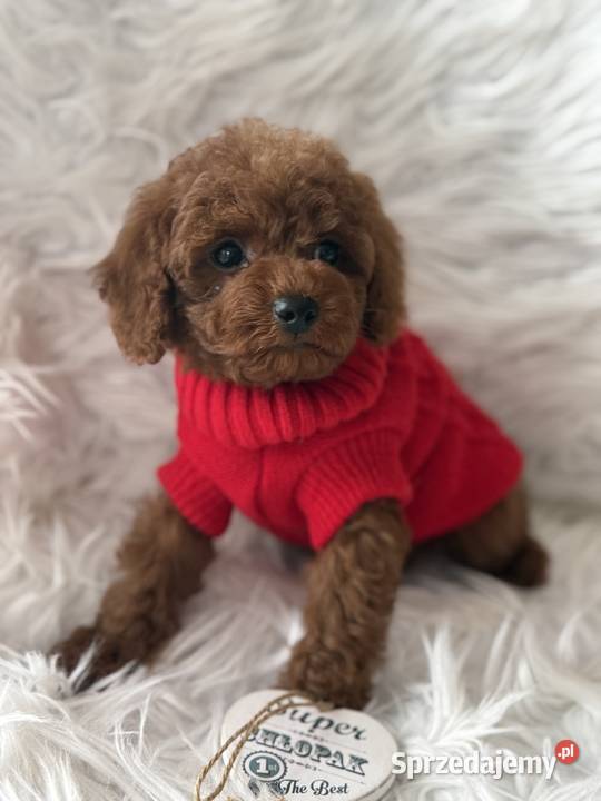 Pudel Toy szczeniak piesek sunia Polanka Wielka sprzedam