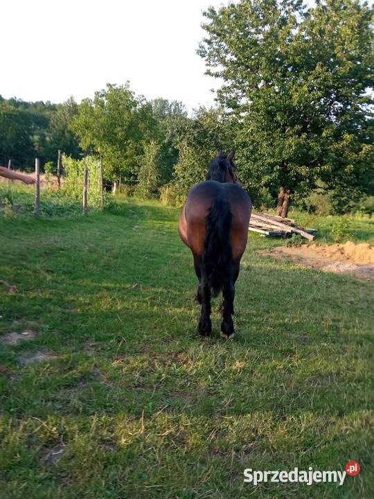 Klacz skarogniada 4 letnia z 4 miesięcznym Ropczyce