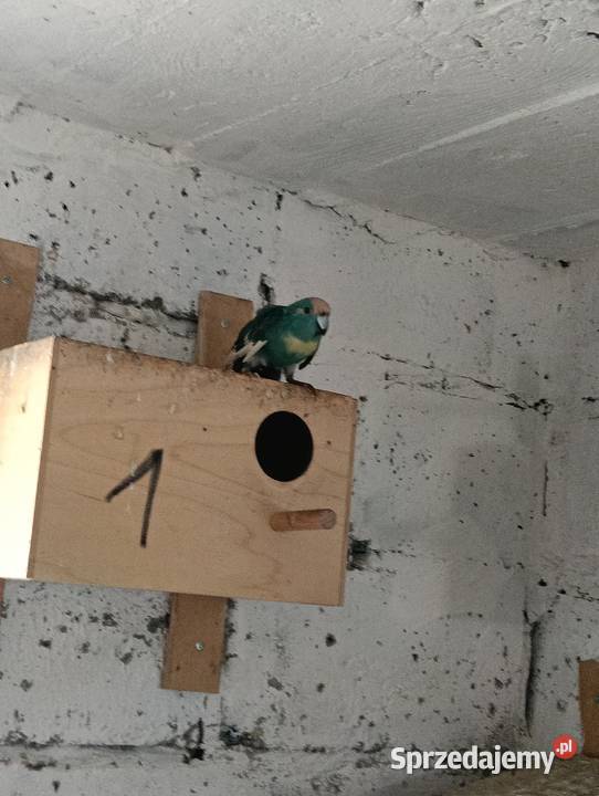 Modrolotki kozie pary legowe sprzedam