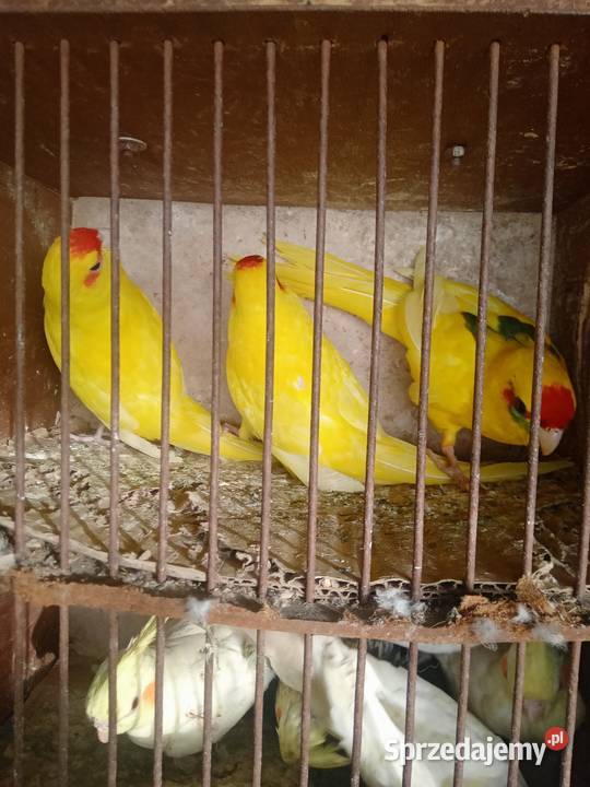 Faliste Wawrzeńczyce