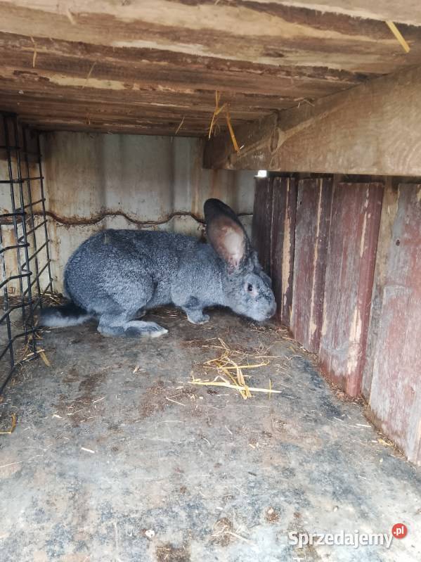 Króliki Samiec Wiedeński i inne