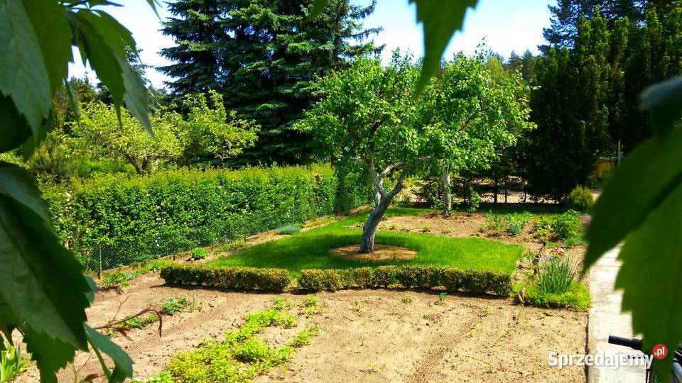 Działka ROD Poznań Darzynka prąd woda drzewka wielkopolskie