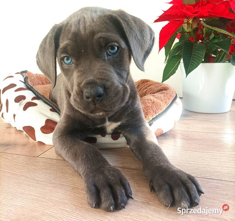 Suczka błękitna Cane Corso z rodowodem Czaniec