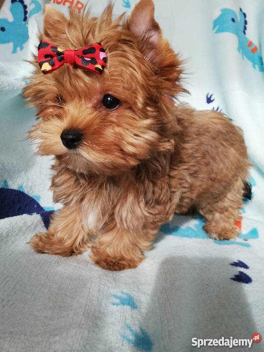 Ocean pearl yorkshire terrier złoty piesek York Kraków