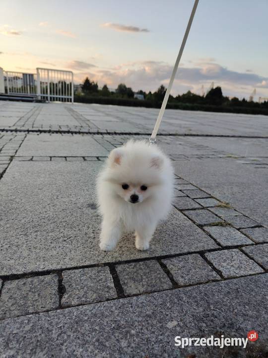 Szpic miniaturowy Pomeranian ZKwP FCI Szpic miniaturowy zachodniopomorskie Szczecin