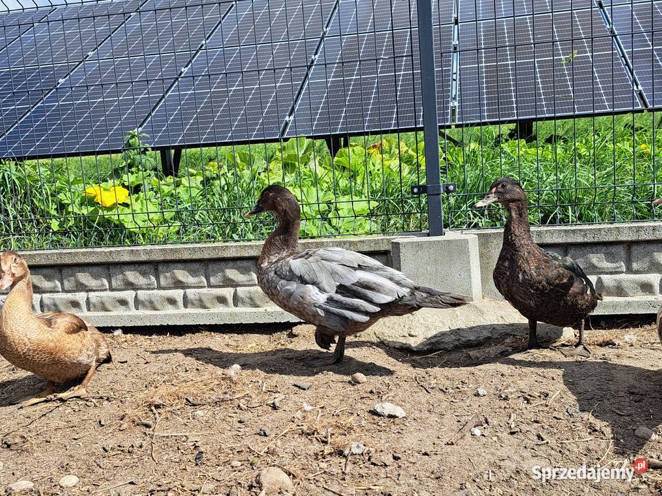 Kaczki piżmowe amerykańskie mazowieckie Brudzyno sprzedam