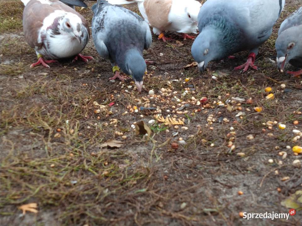 Gołębie pocztowe ozdobne Perukarz samiec lubelskie Cyców