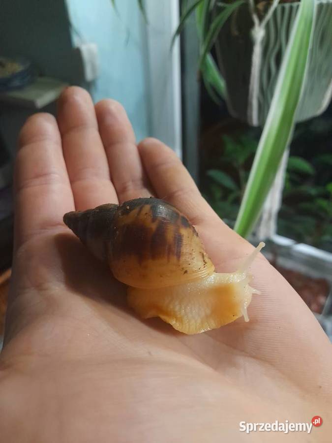 Ślimak afrykański Achatina reticulata albino Wrocław