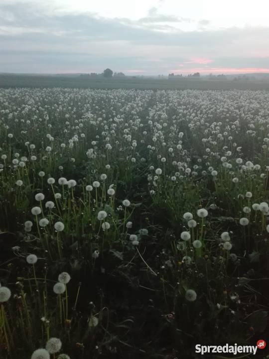 Mniszek lekarski nasiona Krasnystaw