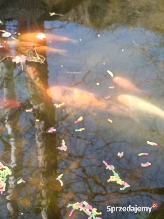 KARP Koi ALFA z narybkiem sprzedam Rybnik