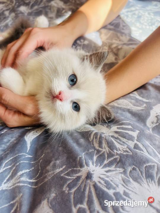 Ragdoll kocurek Rag a 03 Hodowla Lagooneyes Katowice