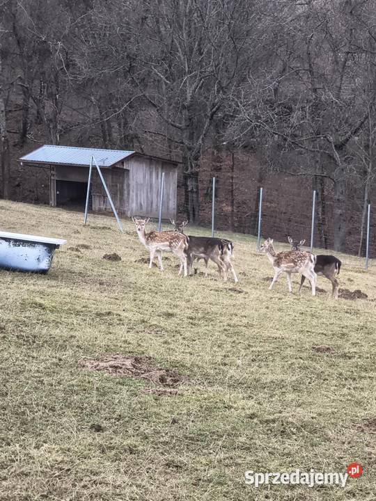 Szprzedam Daniele podkarpackie