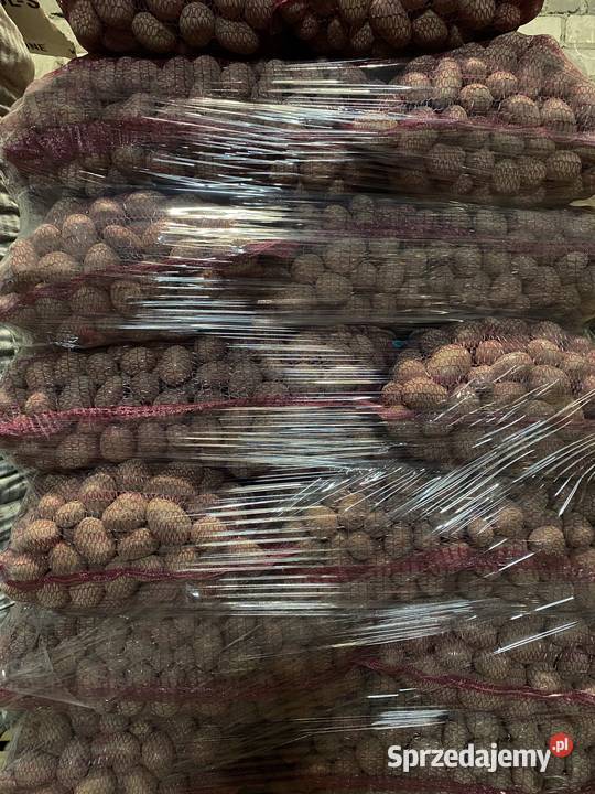 Ziemniaki RED SONIA w kalibrażu 3550 pakowane w Wieluń