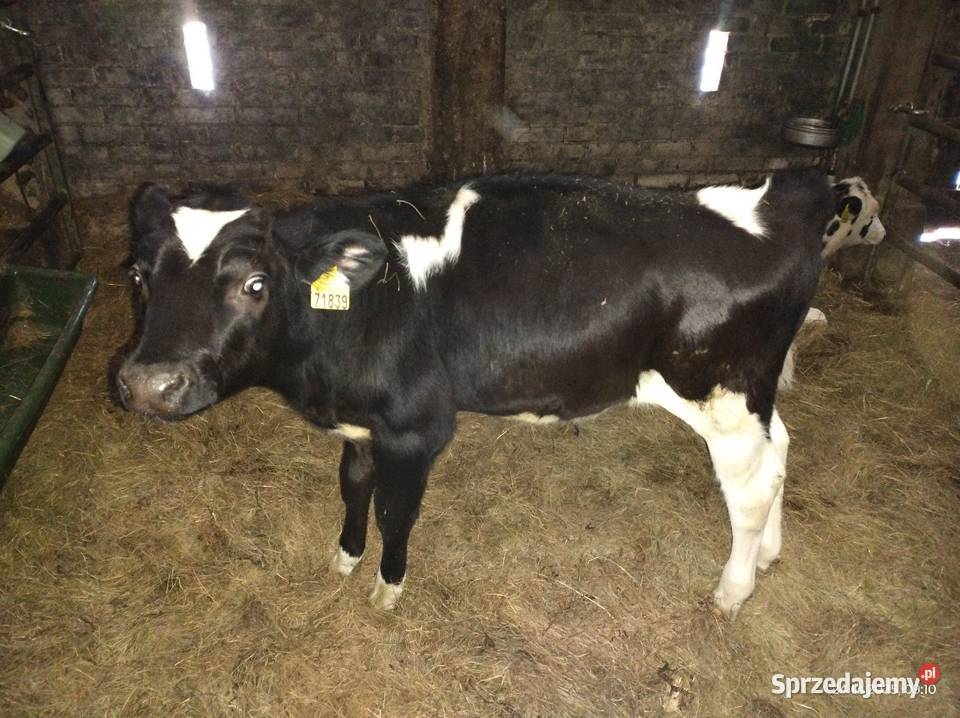 Byczki 4 miesięczne Giełda zwierząt sprzedam