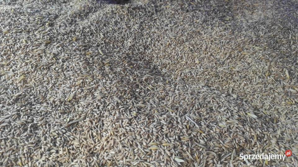 Owies Bezłuskowy Jasło