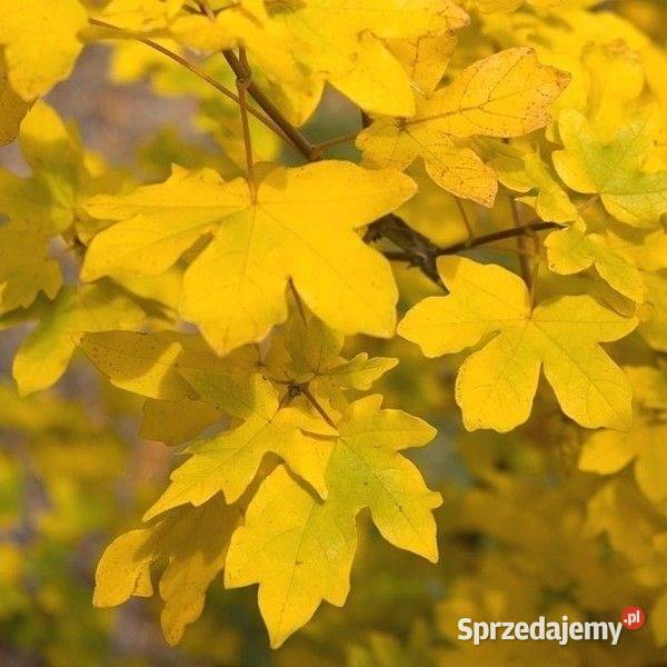 Klon Polny acer campestre duze sadzonki podkarpackie Stalowa Wola sprzedam