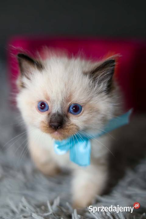 Ragdoll ragdollowe ostatni kocurek Piorunówek sprzedam