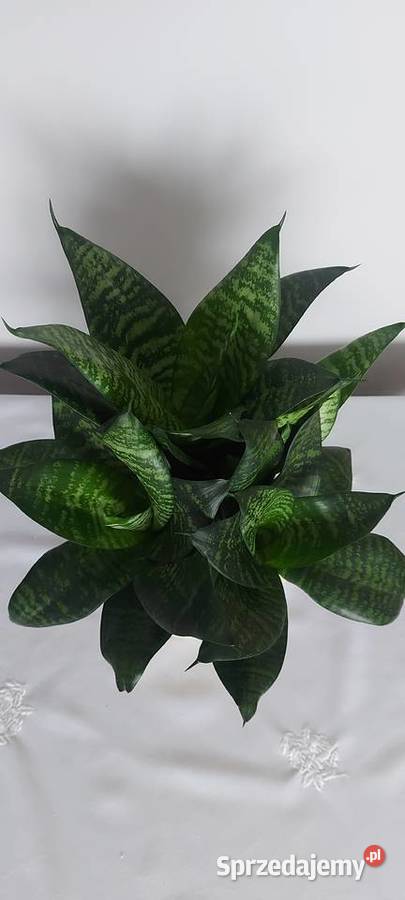 Sansewieria gwinejska