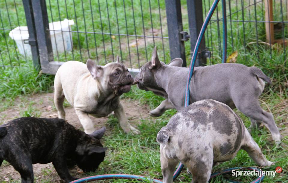 Buldog Francuski maluchy z genem Fluffy Kędzierzyn-Koźle