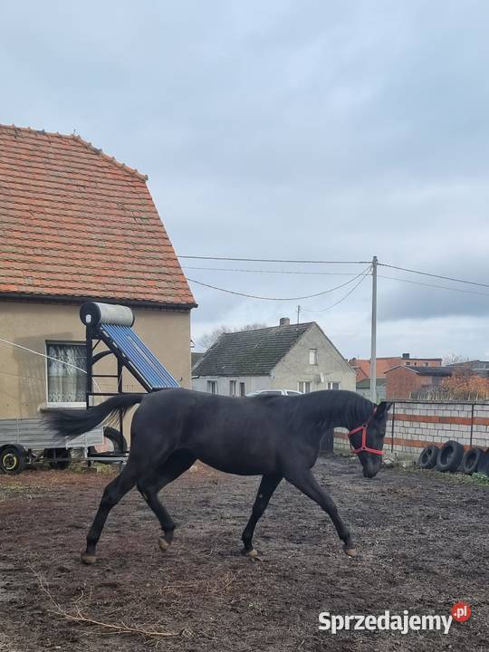 Kary ogier na sprzedaż wielkopolskie Rokutów