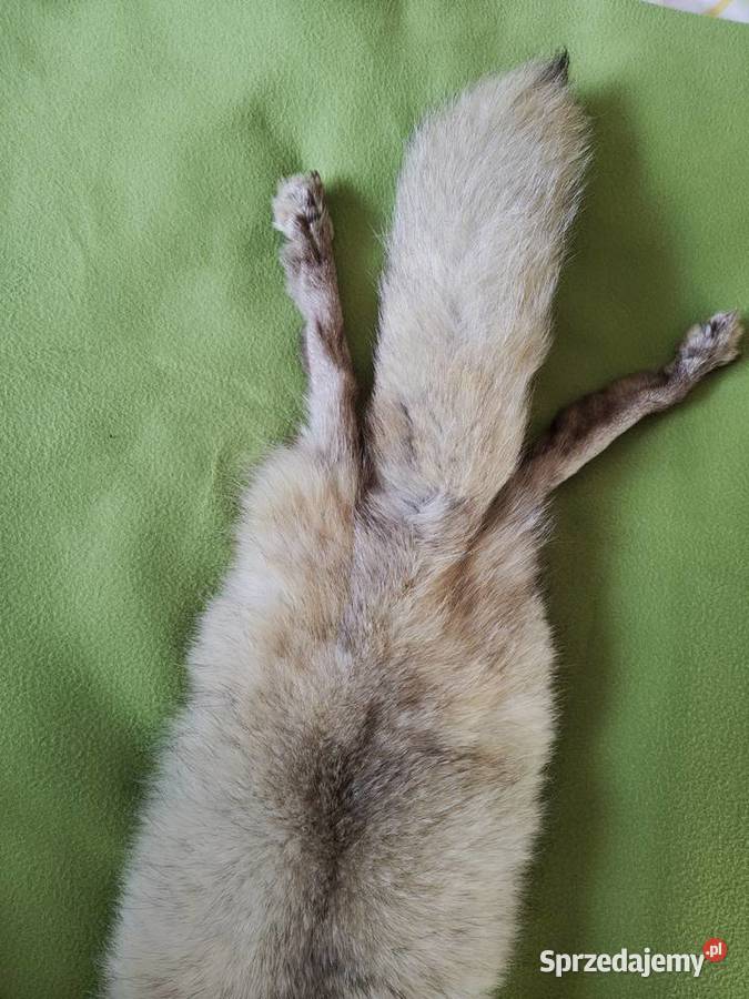 Kołnierz lis śląskie Myszków