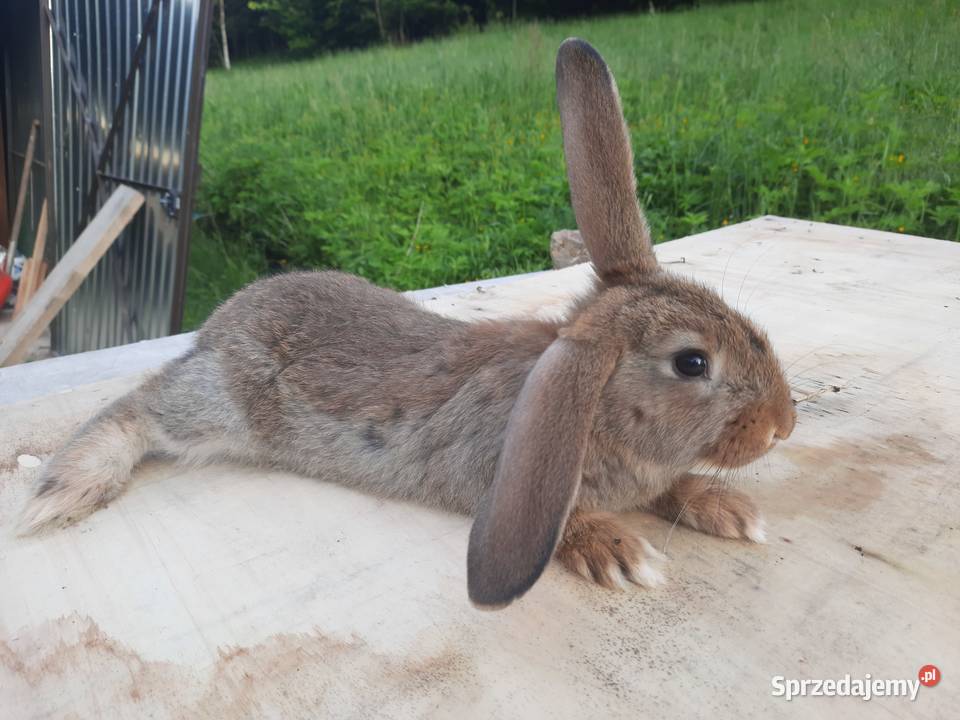 Króliki barany francuskie Jarkowice