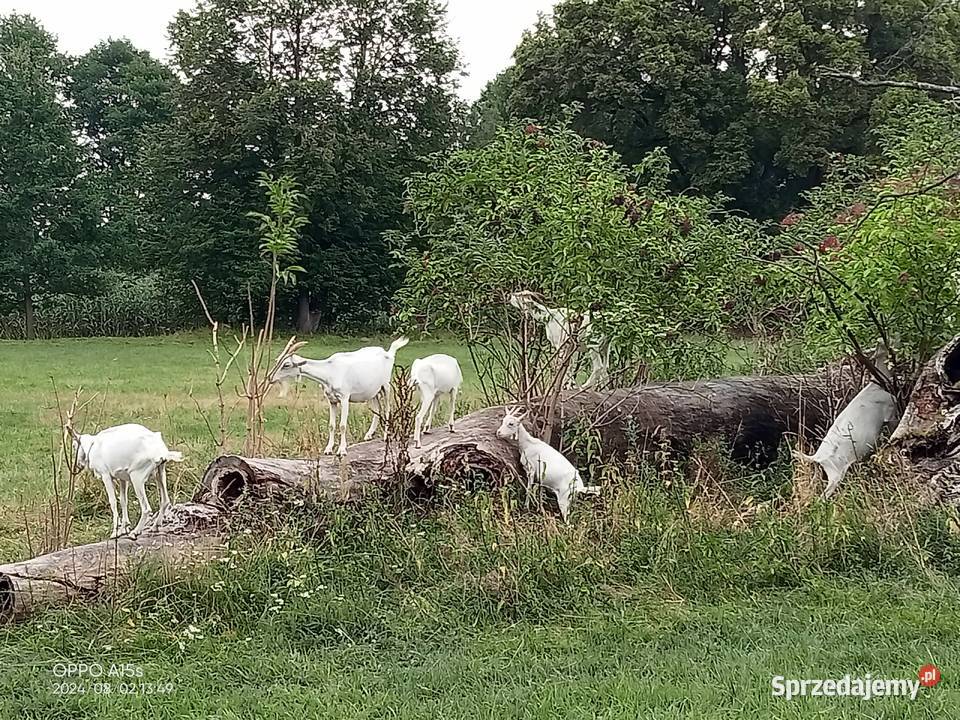 Kozy Saaneńskie Szadek