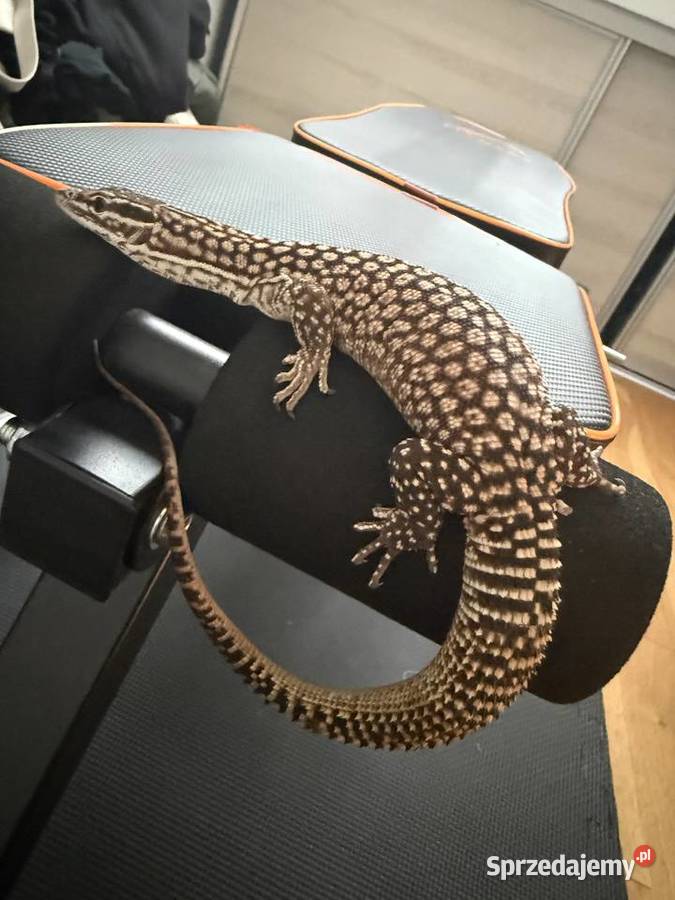 waran kolczastogonowy Varanus acanthurus Białystok