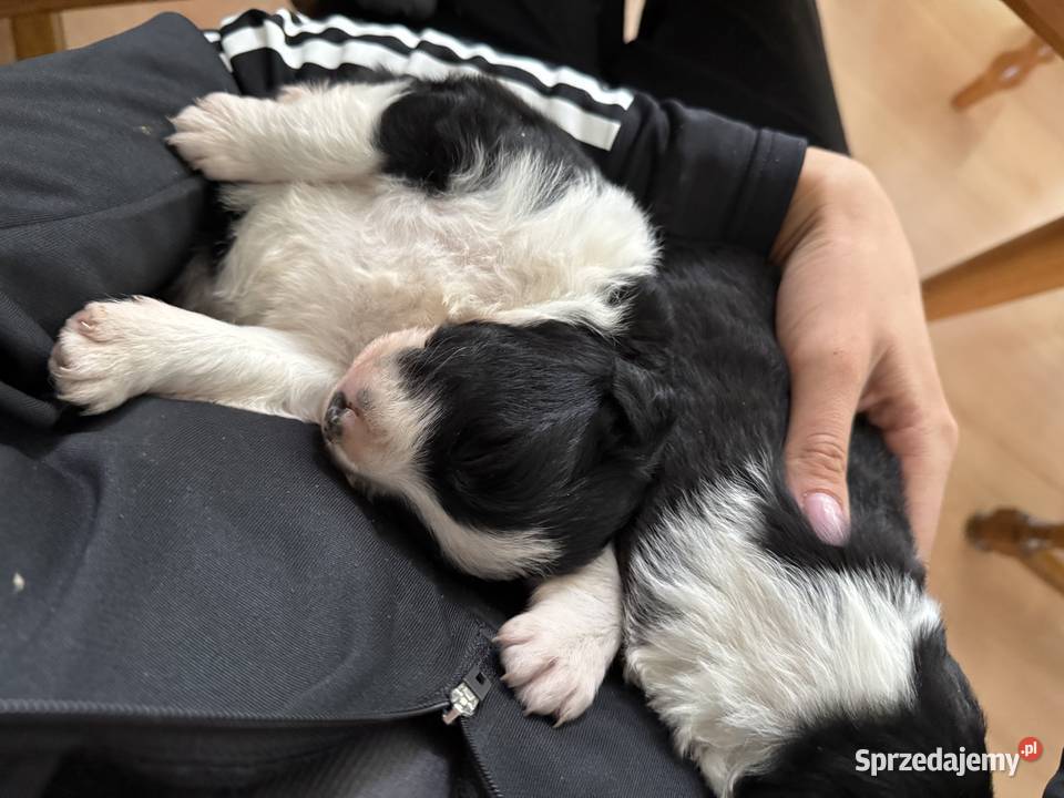 Szczenięta border collie Pozostałe sprzedam