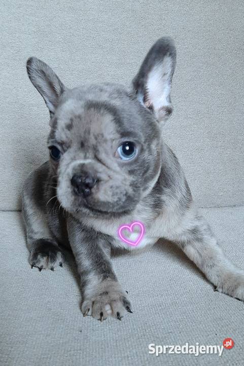 Buldog francuski szczeniaczki
