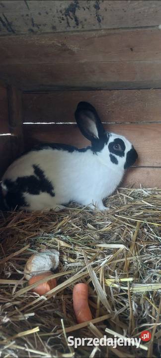 Sprzedam samice srokacz niemiecki Skarszewy sprzedam