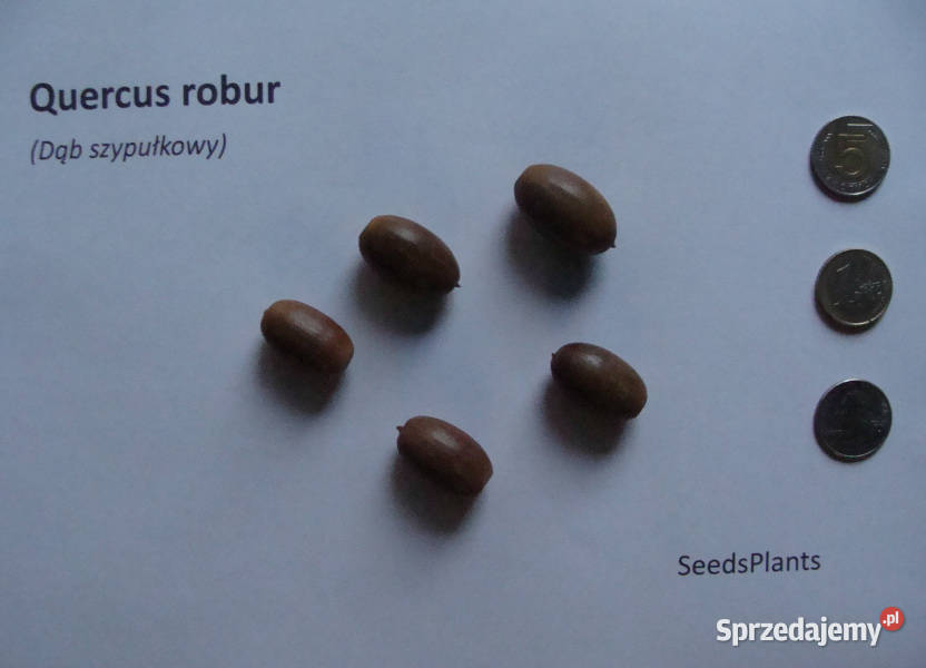 DĄB SZYPUŁKOWY Quercus robur NASIONA 16 sztuk kujawsko-pomorskie Lubanie