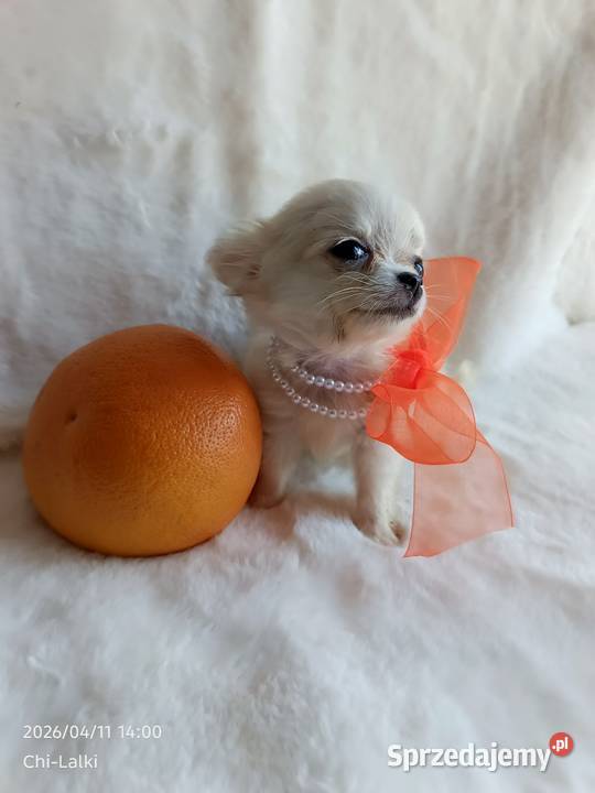 Chihuahua xxs dziewczynka suczka dlugowlosa