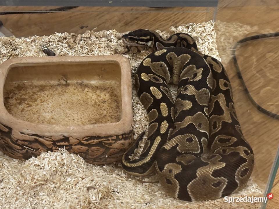 Pyton królewski z terrarium Zagościniec