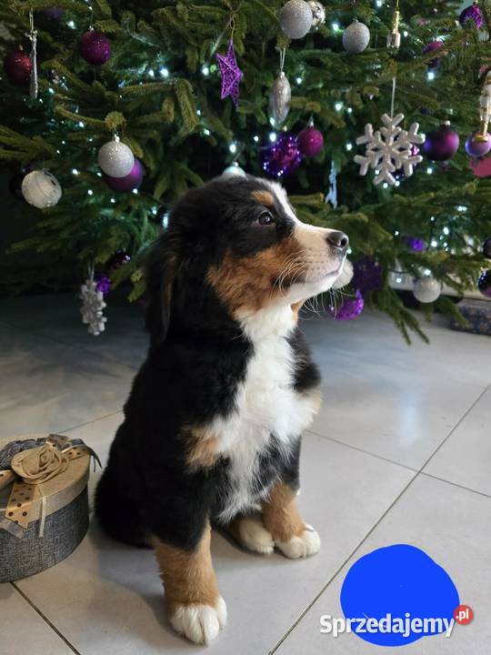 Berneńczyk czyli Berneński Pies Pasterski Berneński Pies Pasterski Lublin sprzedam