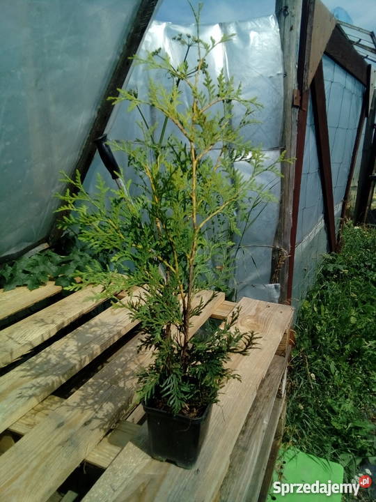 Tuja Brabant Idealna na żywopłot Super Tuje 6080 Rośliny Bratwin