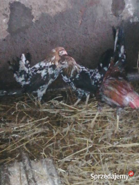 sprzedam liliputki 55 Pińczów