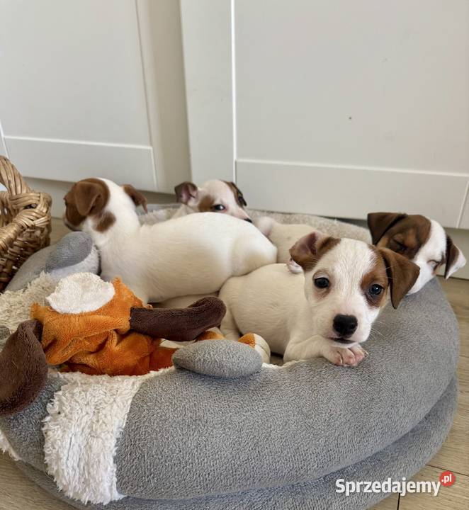 Wyjątkowa suczka Jack Russell Terrier rodowód wielkopolskie Poznań