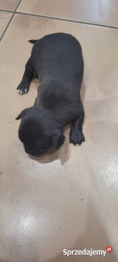 Chihuahua