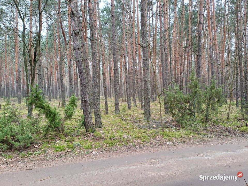 Działka leśna z możliwością zabudowy w MPZP Rynia