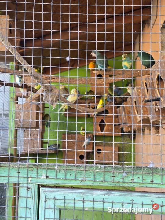 Hodowla papug dolnośląskie Wrocław