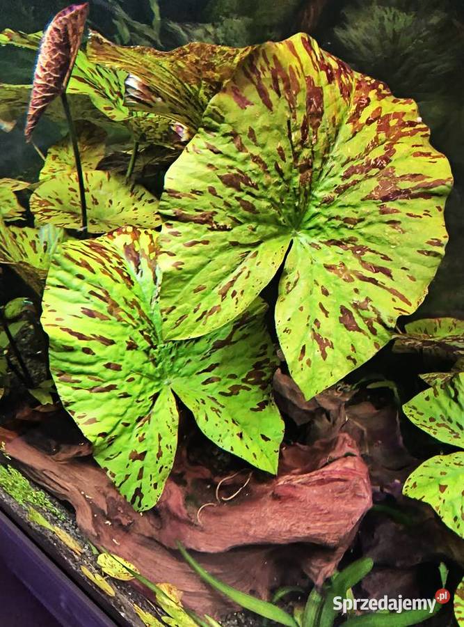 Roślina akwariowa lotos tygrysi Zgorzelec