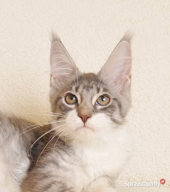 Przepiękna koteczka Maine Coon GOTOWA DO ODBIORU Białystok