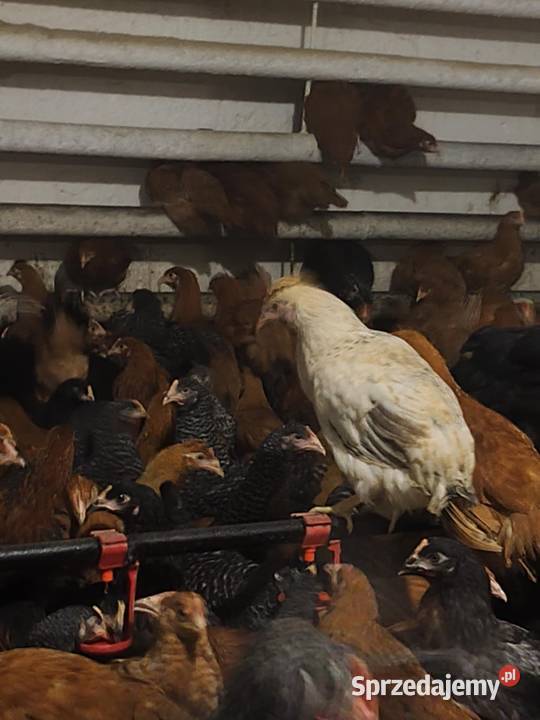 Młode kury nioski 12 tygodni Zielona