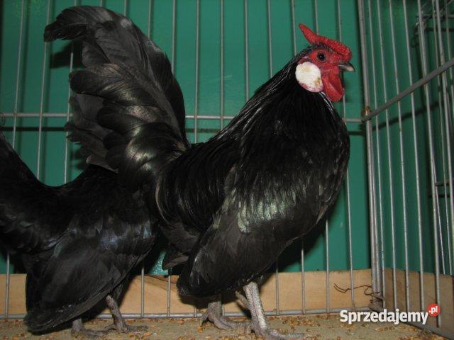 kurki młode kaczki pekinymulardy gąski wielkopolskie