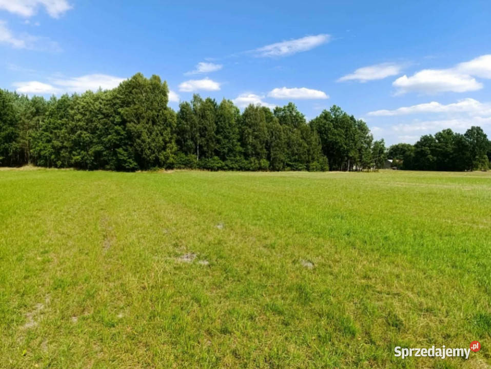 Siedlisko 357 ha z zabudowaniami i własnym lasem 35729m2 Siedlików