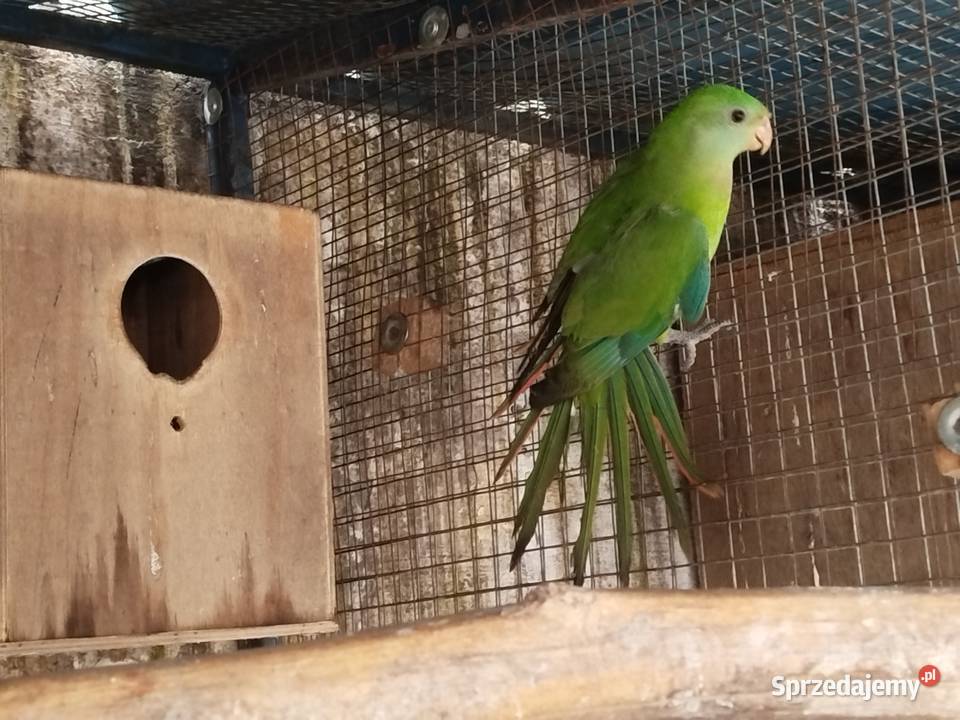 Barabandy mnichy rozelle likwidacja Ptaki Gostyń