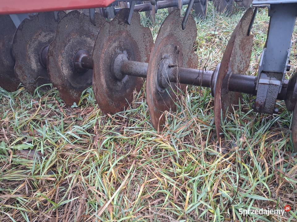 Talerzówka 3m Kokoszka