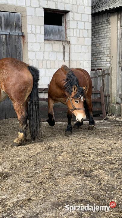 Sprzedam zrebice podlaskie Waniewo