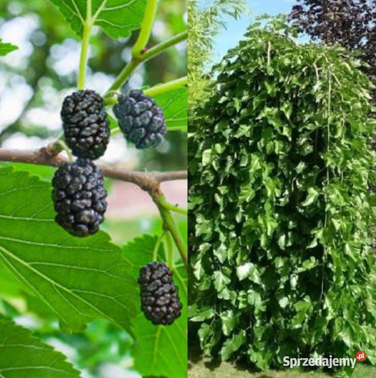 Morwa biała Pendula szczepiona 180 200 parasol Liściaste wielkopolskie
